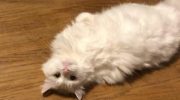 К одичавшему коту, брошенному хозяевами женщина обратилась со словами: «Не хочешь голодать – пойдем со мной!»