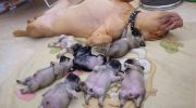 Четвероногий антидепрессант спешит на помощь — для всех уставших и хандрящих