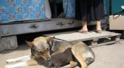 Звания Собачей Мамы с большой буквы, достойна эта обычная дворняга