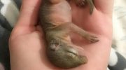 Девушка не смогла пройти мимо маленького бельчонка, который нуждался в заботе