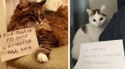 16 котиков, которых поймали на горячем и публично пристыдили