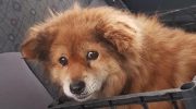 Несколько дней, отчаянно звал на помощь маленький старенький пёсик, который не мог вылезти из канавы