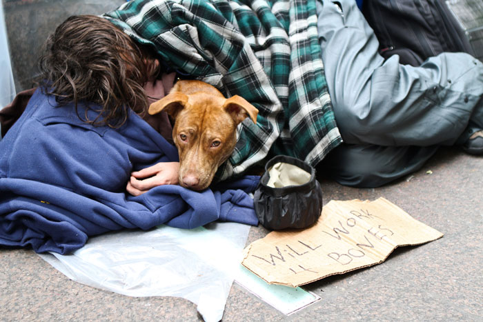 homeless-dogs-unconditional-love-best-friend-110__700