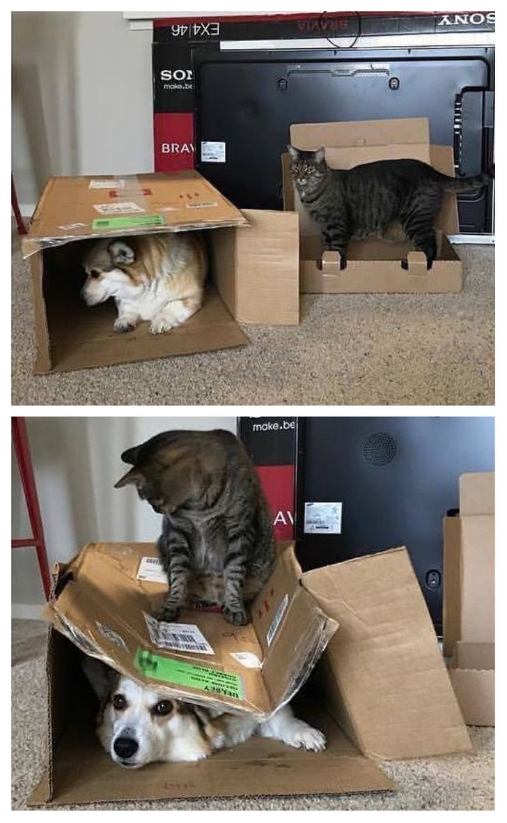 34 pet. Собака в коробке. Пес в коробке. Кот и собака в коробке. Собачка с коробок.
