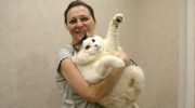 Самый толстый в Беларуси кот по кличке Перышко, весит 19 кг 600 грамм