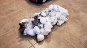 Котика, который едва не замерз в снегу, чудом удалось спасти