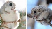 Самые очаровательные зверушки на свете — японские белки-летяги