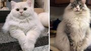 20 максимально пушистых котиков, у которых меха столько же, сколько обаяния