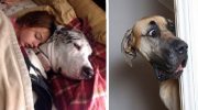20 немецких догов с откровенно щенячьей непосредственностью и впечатляющими размерами