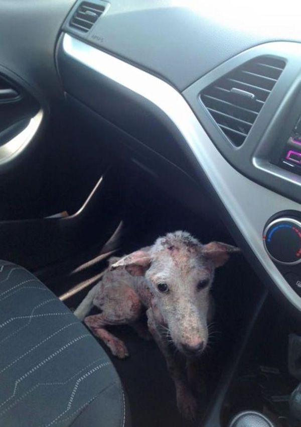 Умирающий пес запрыгнул к незнакомцам в автомобиль. Этот случай изменил всю его дальнейшую жизнь…