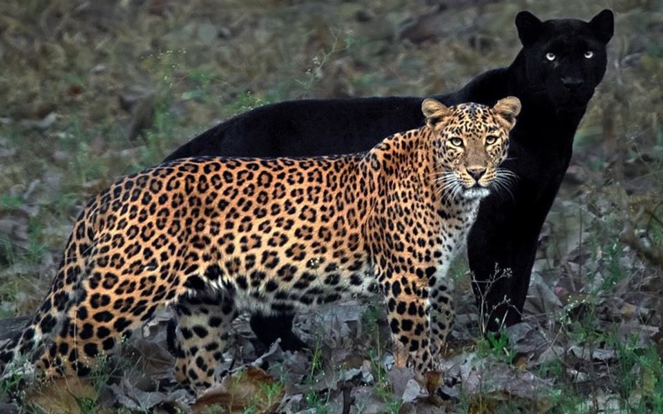 Уникальный снимок леопарда и чёрной пантеры.