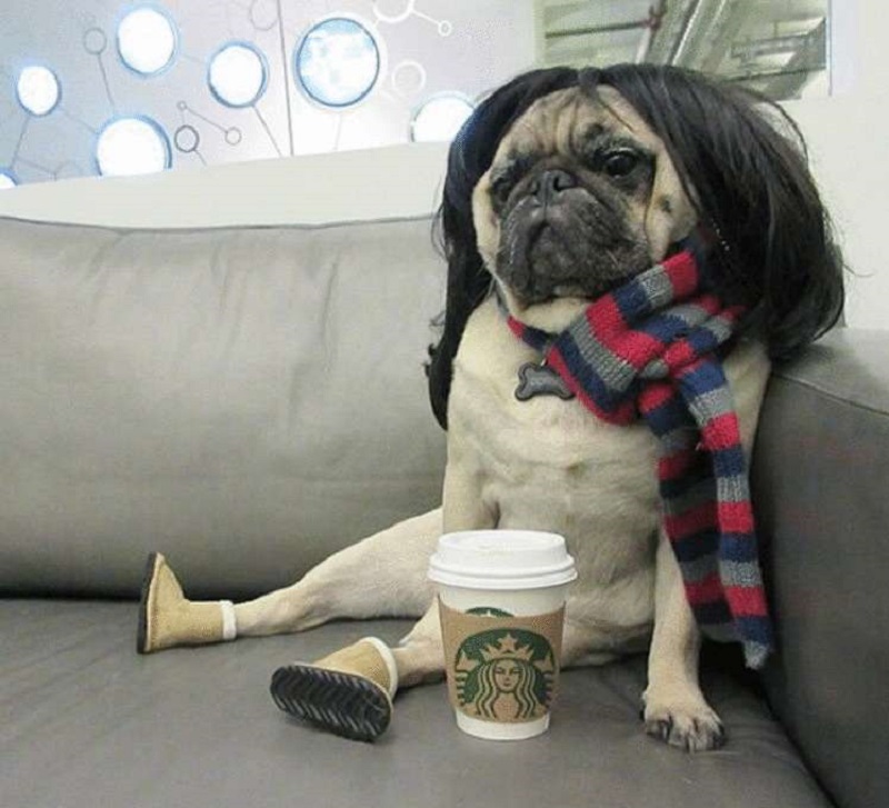 собака со стаканом кофе