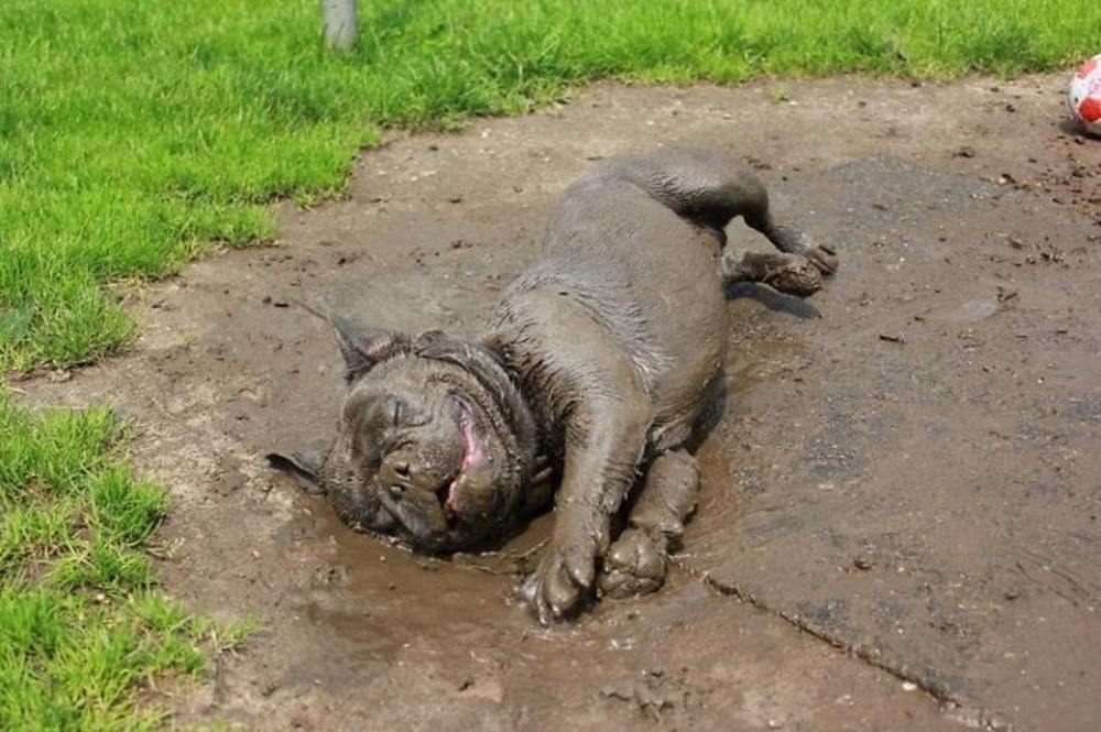 собака играет в грязи