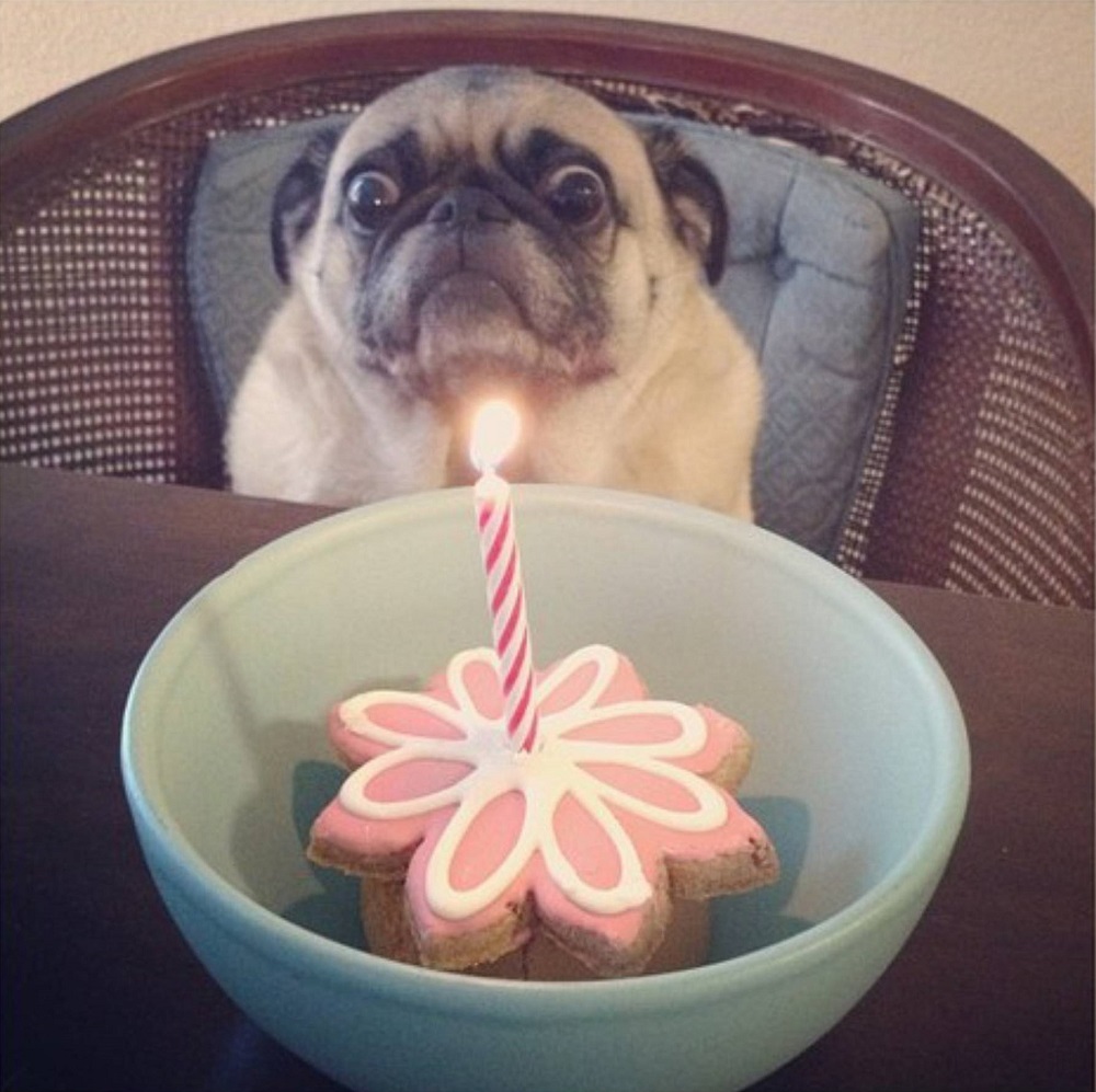 собака празднует день рождения