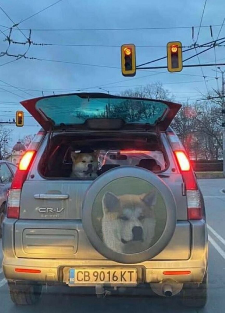 фото собаки на машине сзади