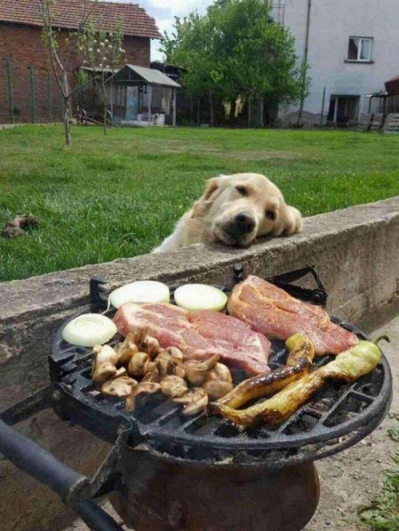 собака смотрит на мясо