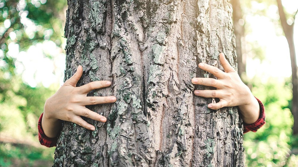 руки обнимают дерево