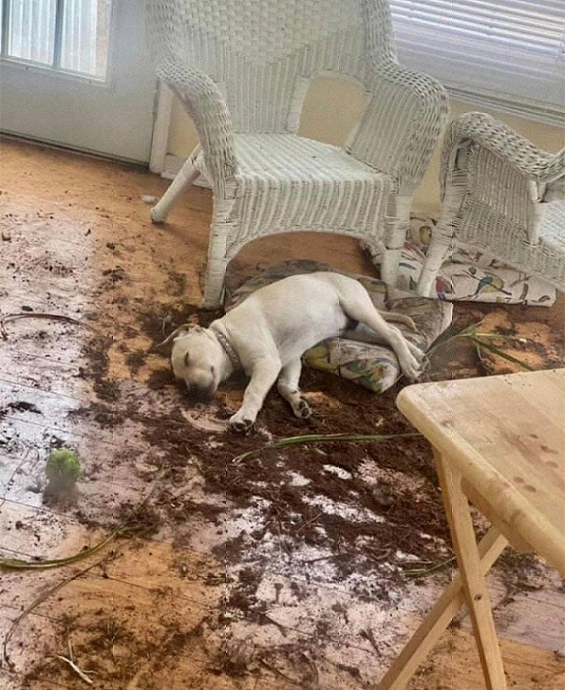 собака разбросала землю