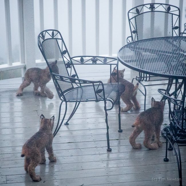 Житель Аляски проснулся и обнаружил неожиданных гостей։ семейство из семерых рысят