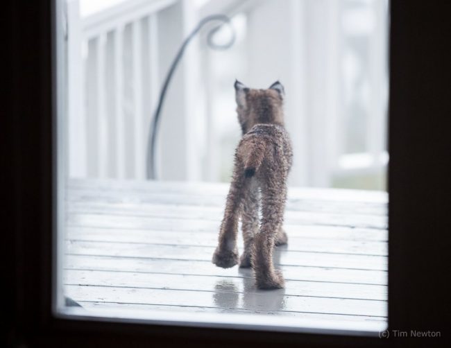 Житель Аляски проснулся и обнаружил неожиданных гостей։ семейство из семерых рысят