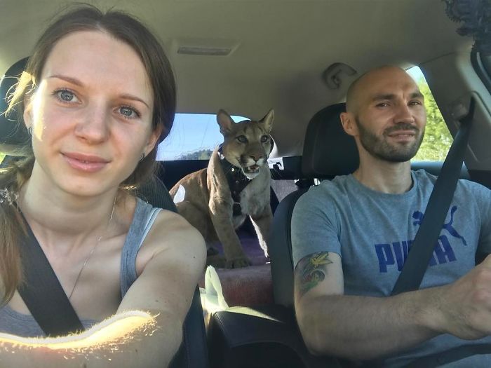 Спасенный пума Месси отказывается возвращаться в естественную среду и обожает свою жизнь избалованного кота