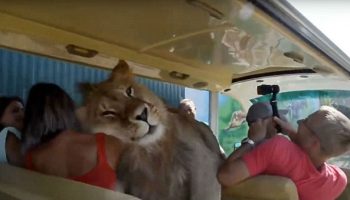 Image result for Lion Climbed Into A Bus Of People Because It Wanted To Be Petted