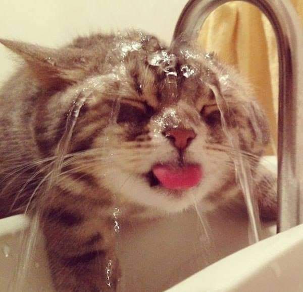 18 забавных кошек, которые обожают водные процедуры