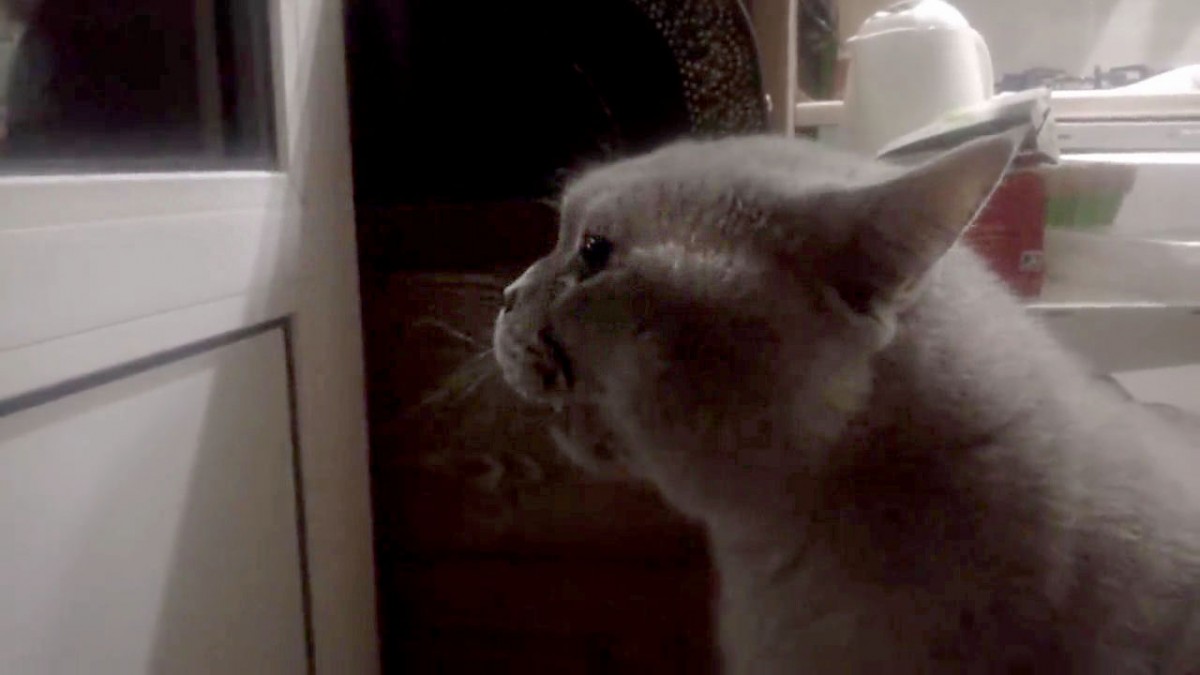 Открой видео лучшее. Видео говорящие коты. Открой дверь говорящий кот. Кот Яша Открой мне.