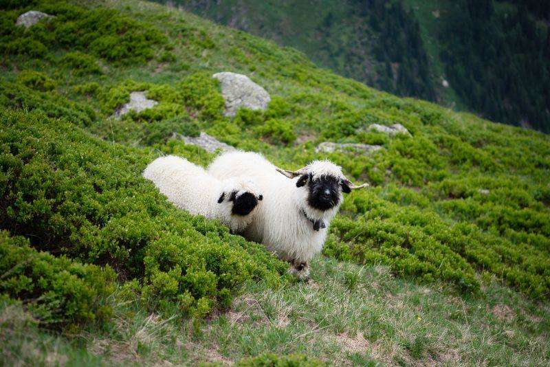 blacknose cutest sheep