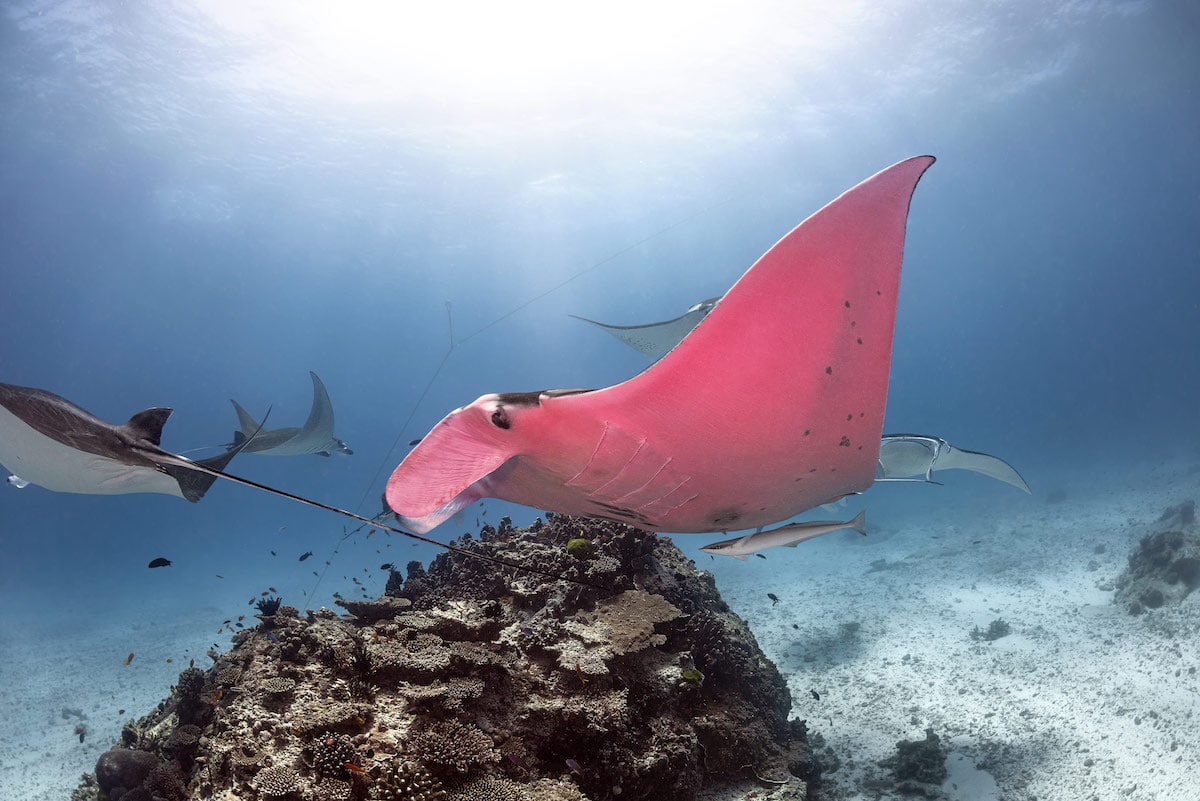 Pink Manta Ray