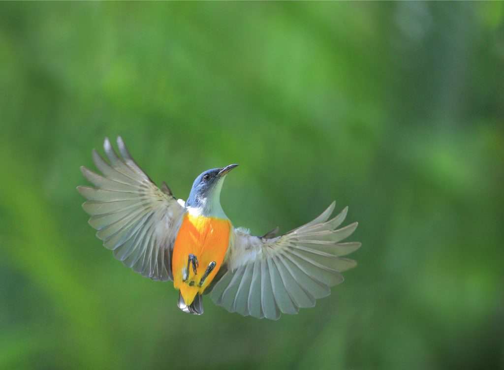 aves migratorias brújula cuántica