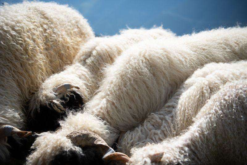 valais blacknose