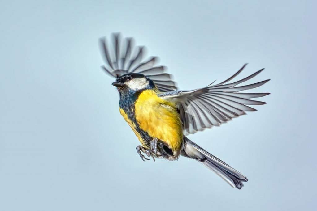 aves brújula cuántica