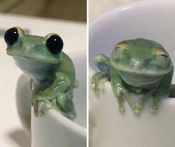 Frog