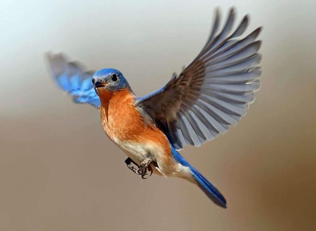 pajaros-vuelo-orientacion-campos-magneticos