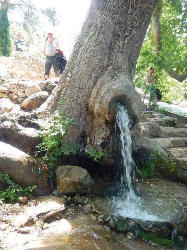 20 Trees That Can Survive Anything. Their Will to Live is Impressive