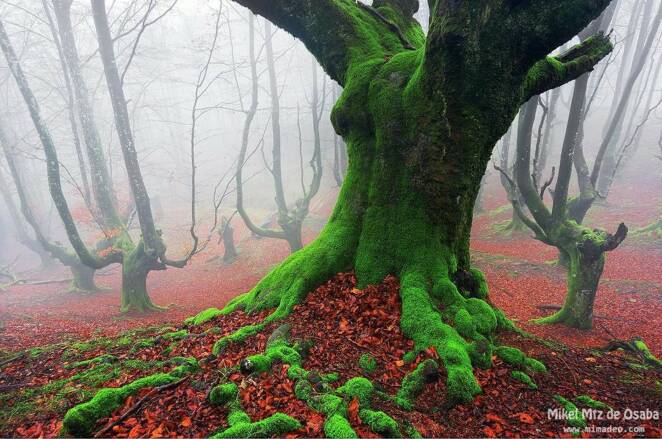 20 Trees That Can Survive Anything. Their Will to Live is Impressive