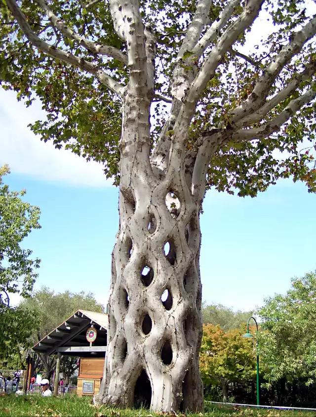 20 Trees That Can Survive Anything. Their Will to Live is Impressive