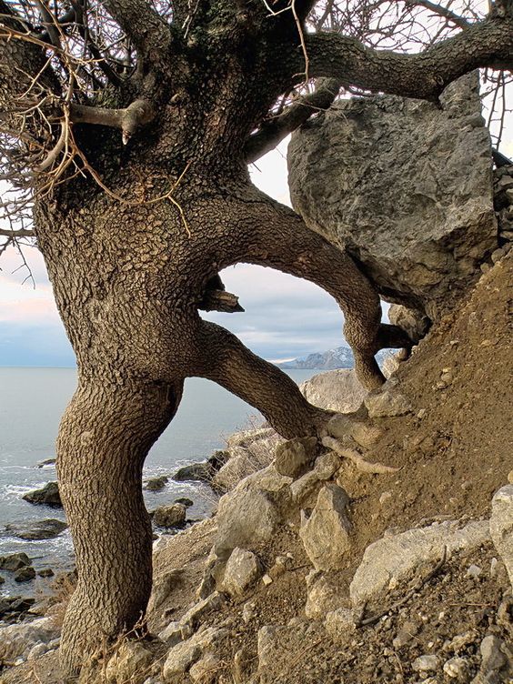 20 Trees That Can Survive Anything. Their Will to Live is Impressive