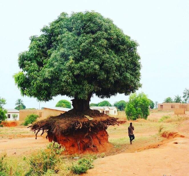 20 Trees That Can Survive Anything. Their Will to Live is Impressive