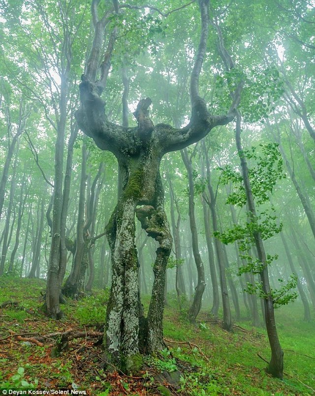 20 Trees That Can Survive Anything. Their Will to Live is Impressive