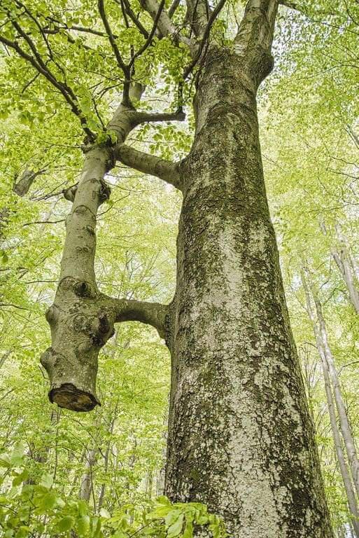 20 Trees That Can Survive Anything. Their Will to Live is Impressive