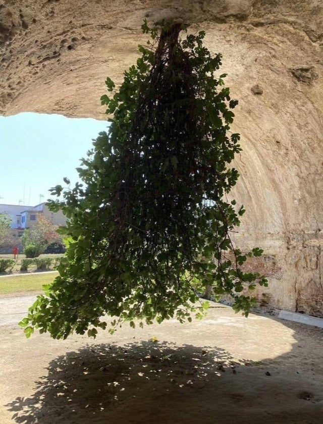 20 Trees That Can Survive Anything. Their Will to Live is Impressive