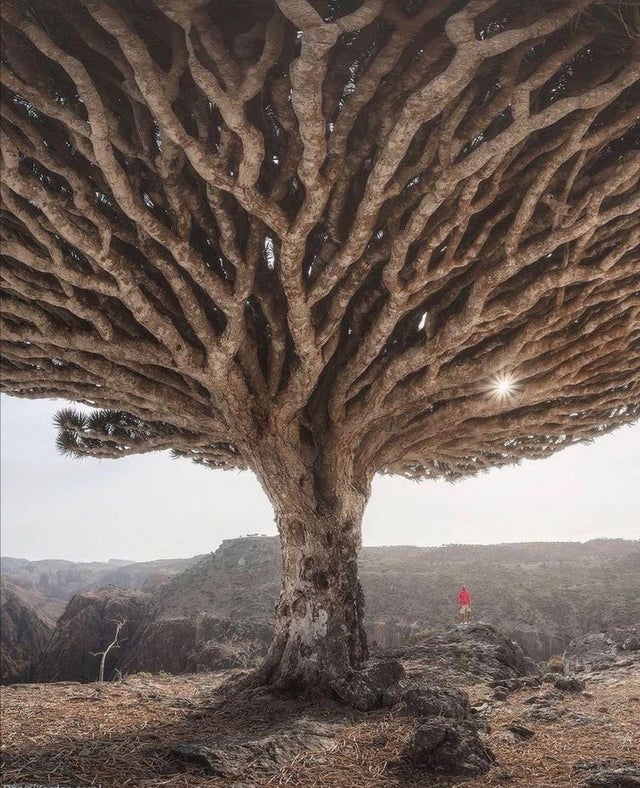 20 Trees That Can Survive Anything. Their Will to Live is Impressive