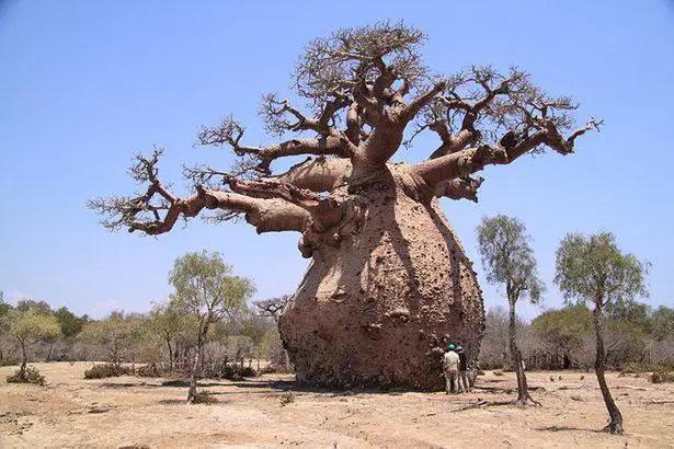 20 Trees That Can Survive Anything. Their Will to Live is Impressive