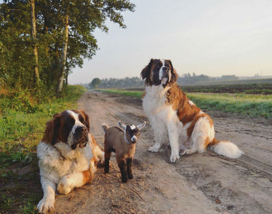 st-bernards008