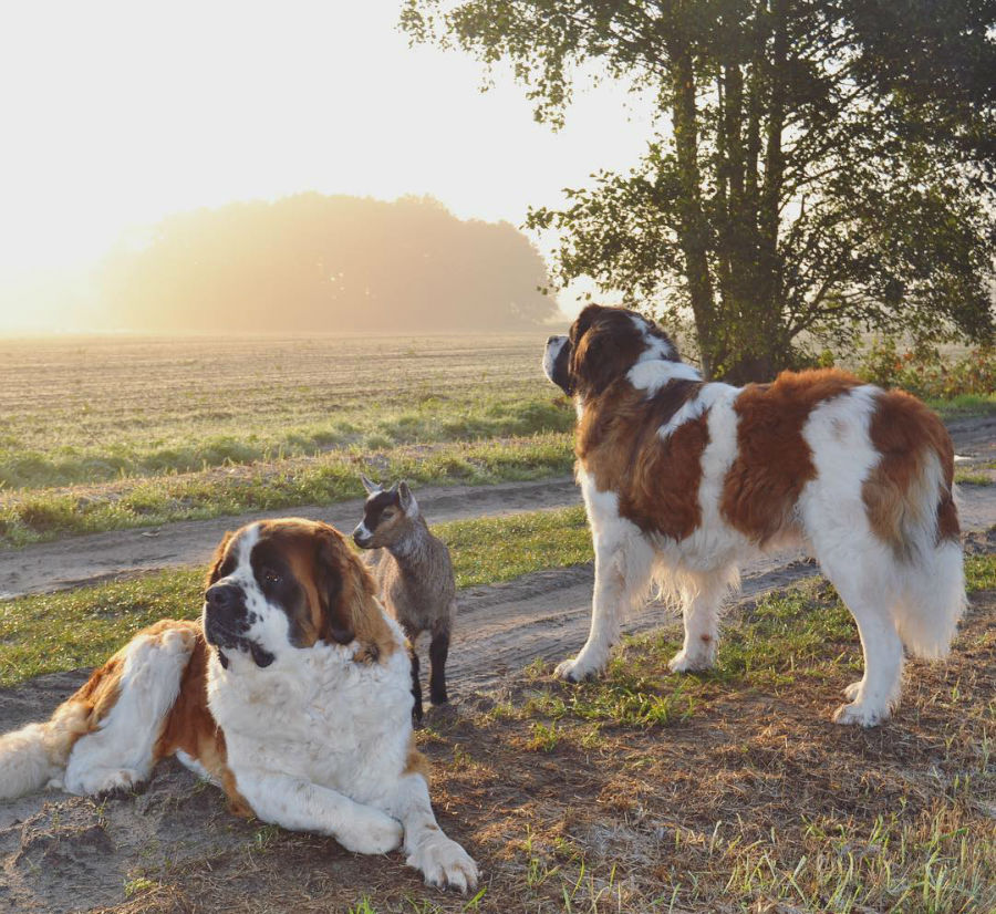 st-bernards009