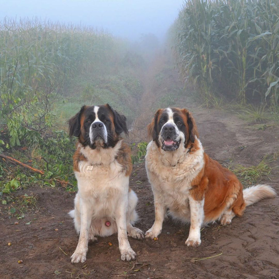 st-bernards002