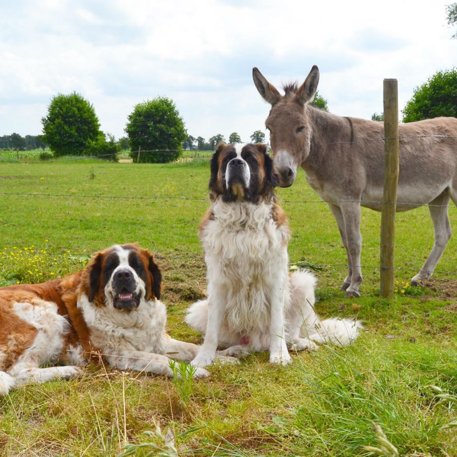 st-bernards003