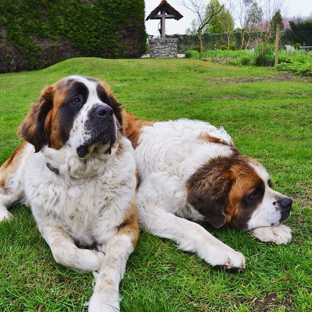 st-bernards001